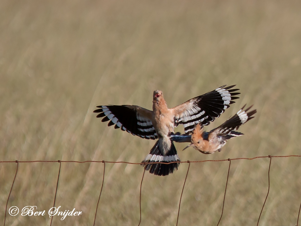 Hoopoe Birding Portugal