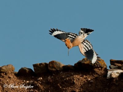 Hoopoe Birding Portugal