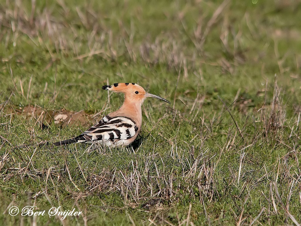 Hoopoe Birding Portugal