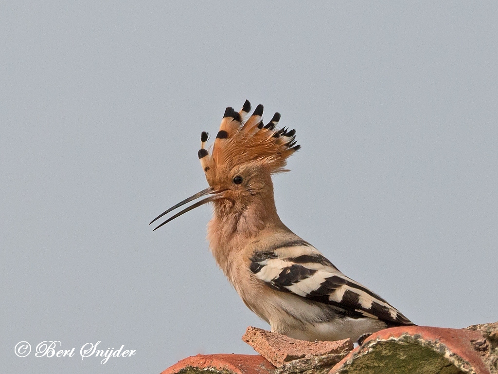 Hoopoe Bird Hide BSP6 Portugal