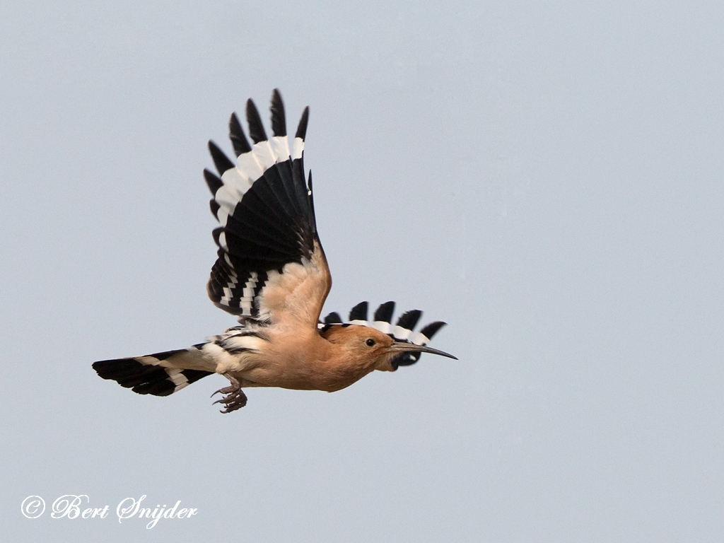 Hoopoe Bird Hide BSP6 Portugal