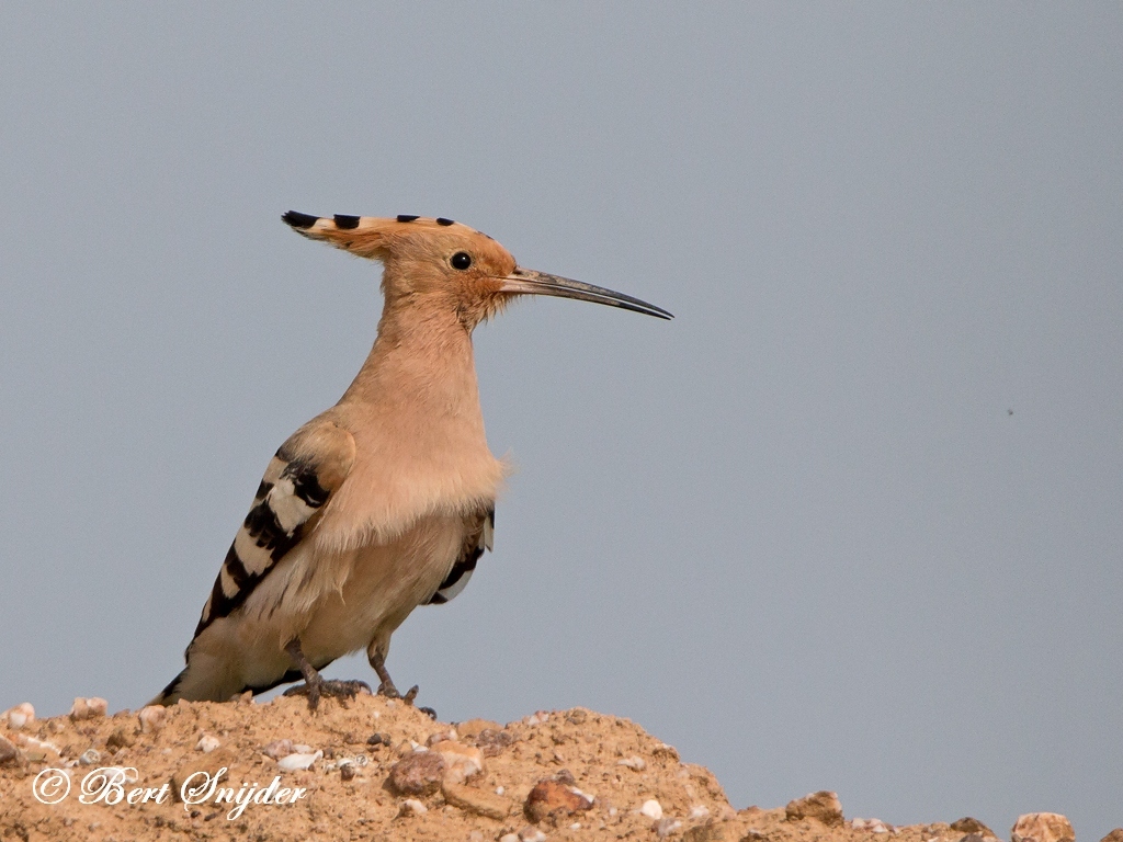 Hoopoe Bird Hide BSP6 Portugal