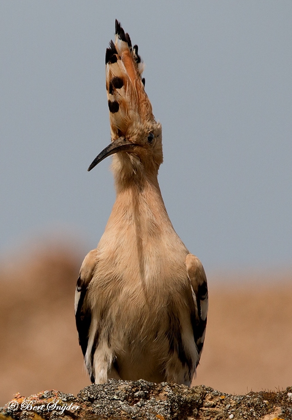 Hoopoe Bird Hide BSP6 Portugal