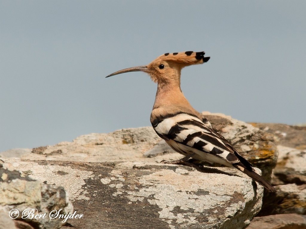 Hoopoe Birding Portugal