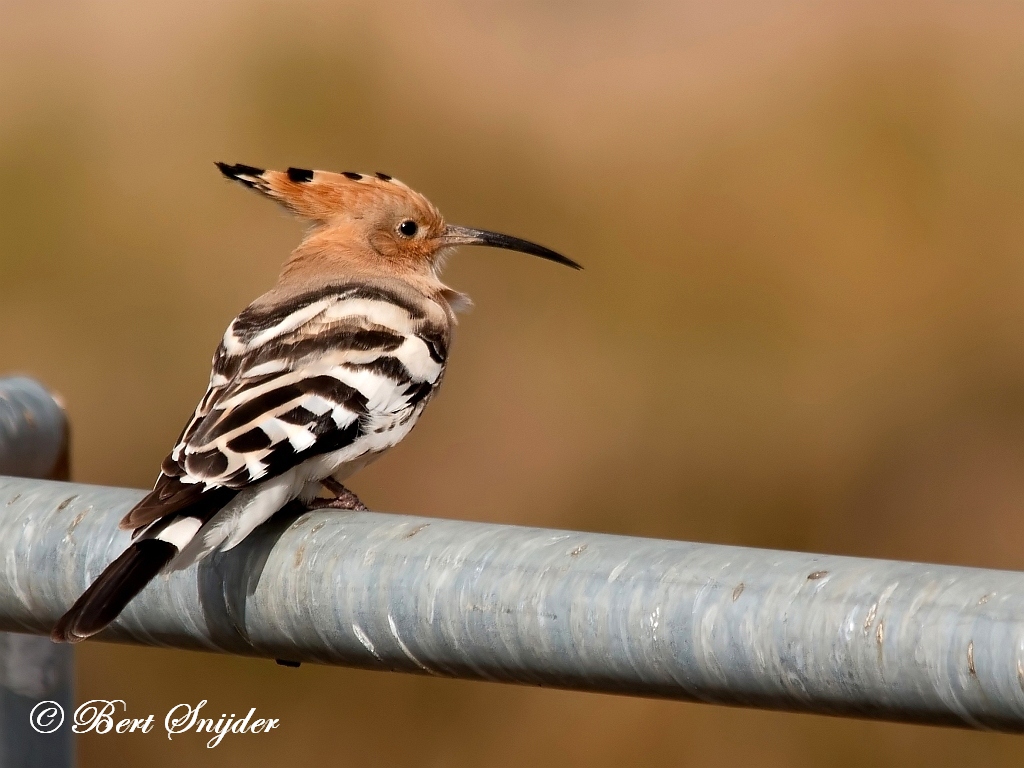 Hoopoe Birding Portugal