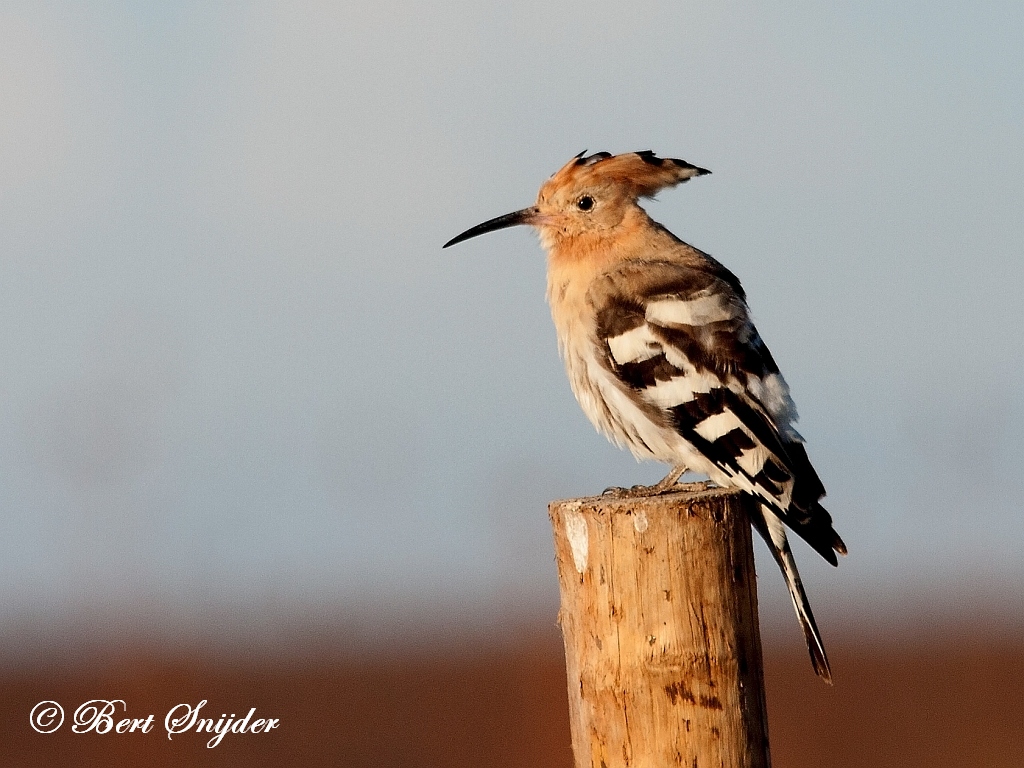 Hoopoe Birding Portugal