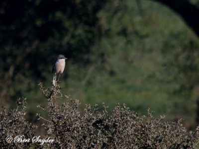 Iberian Grey Shrike Bird Hide BSP5 Portugal