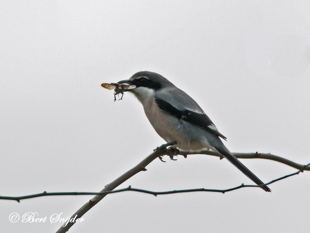 Iberian Grey Shrike Bird Hide BSP2 Portugal