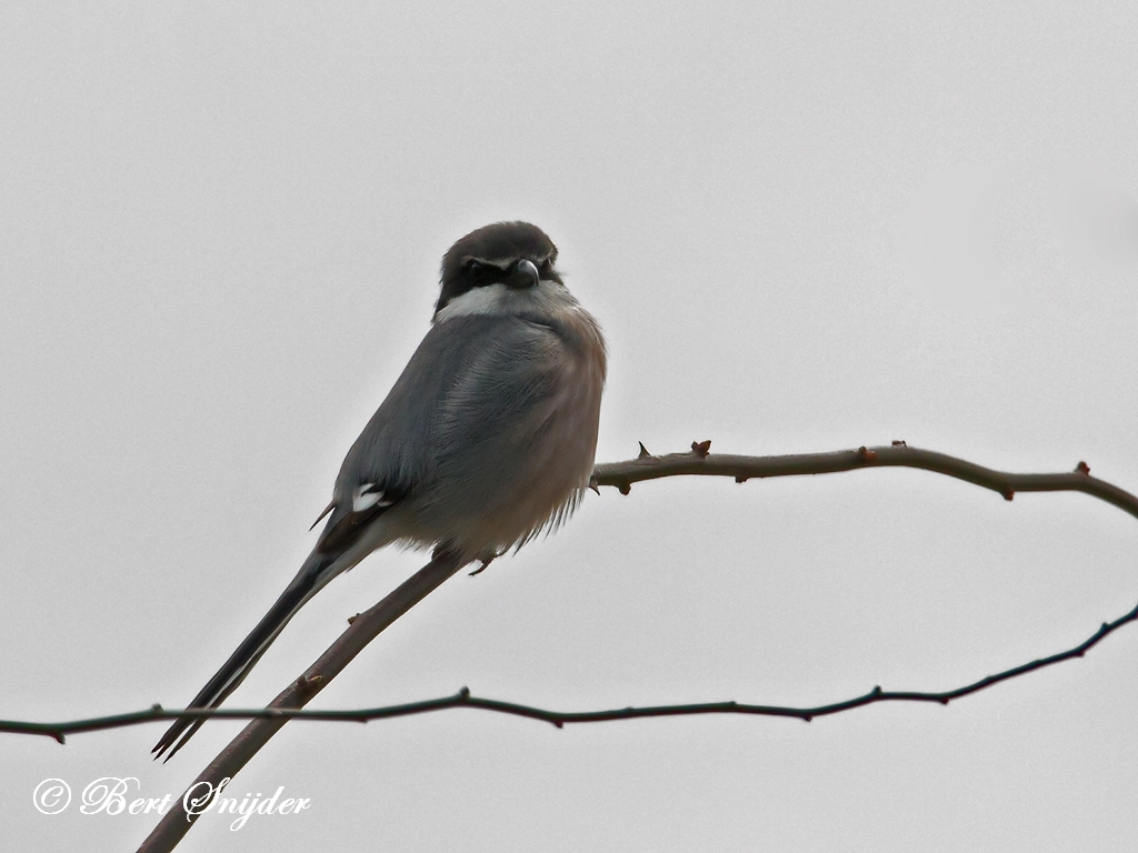 Iberian Grey Shrike Bird Hide BSP2 Portugal