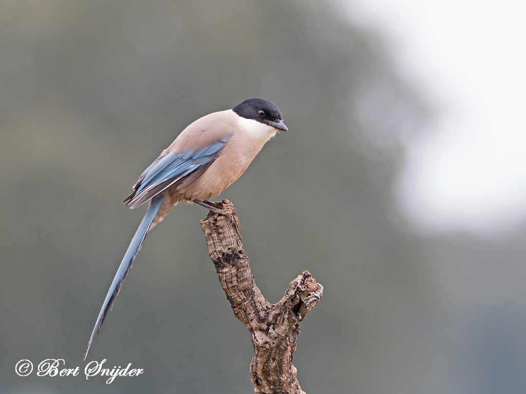 Iberian Magpie Bird Hide BSP5 Portugal