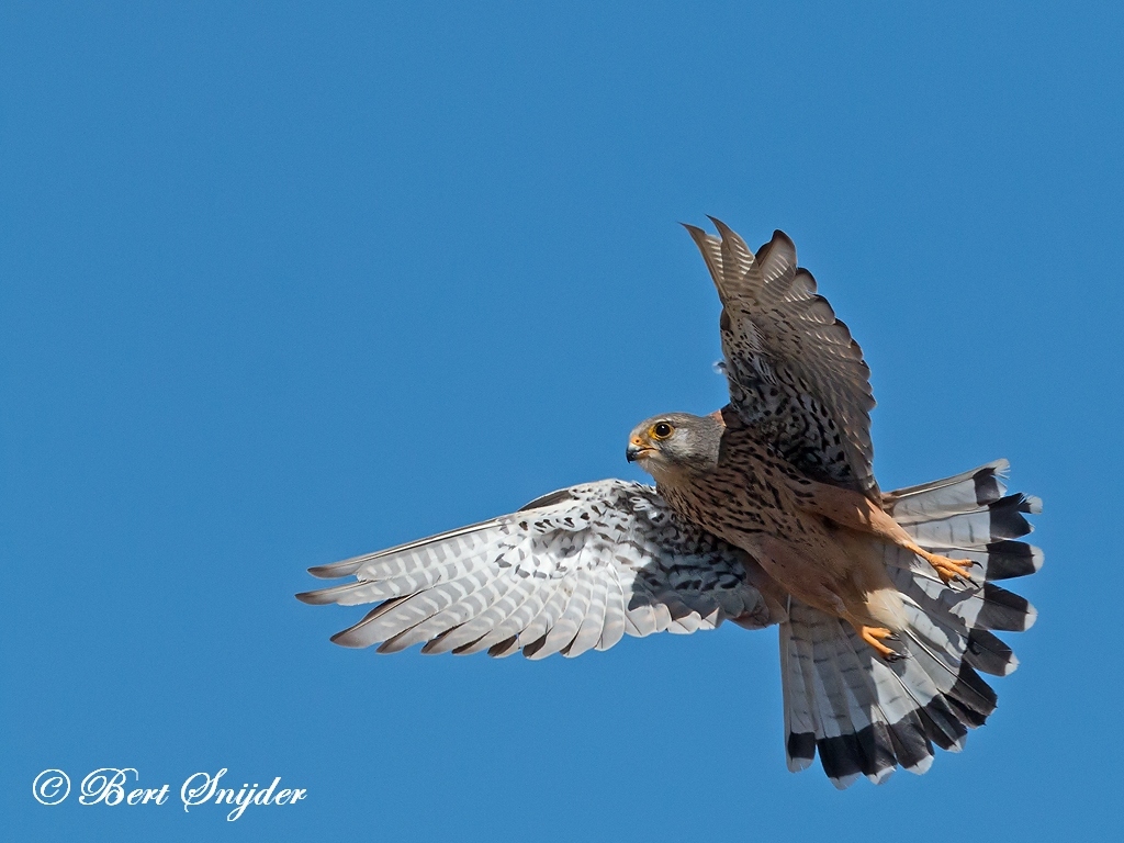 Kestrel Bird Hide BSP6 Portugal