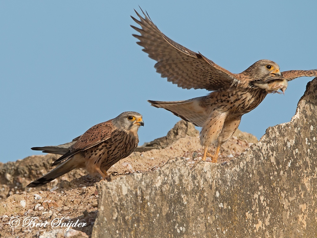 Kestrel Bird Hide BSP6 Portugal