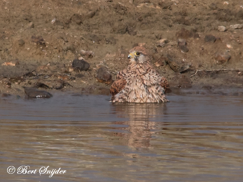 Kestrel Birding Portugal