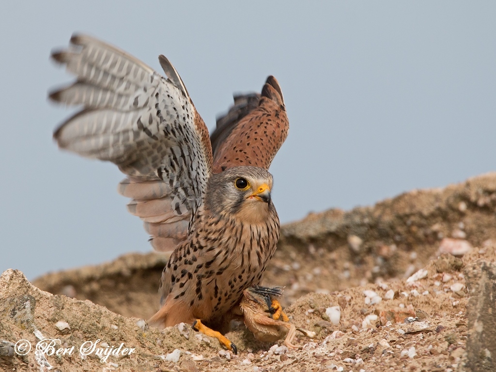 Kestrel Bird Hide BSP6 Portugal