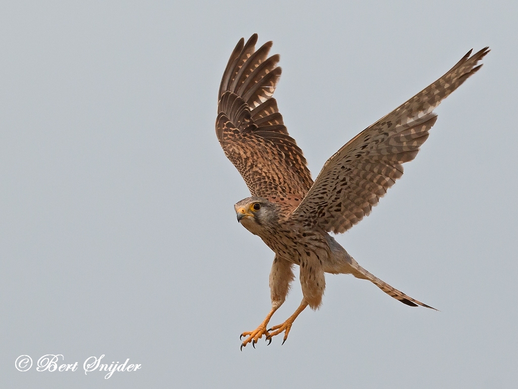 Kestrel Bird Hide BSP6 Portugal