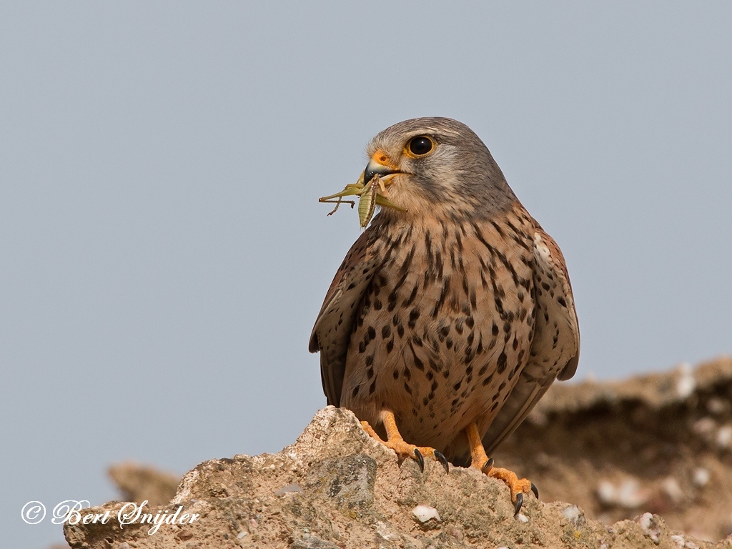 Kestrel Bird Hide BSP6 Portugal