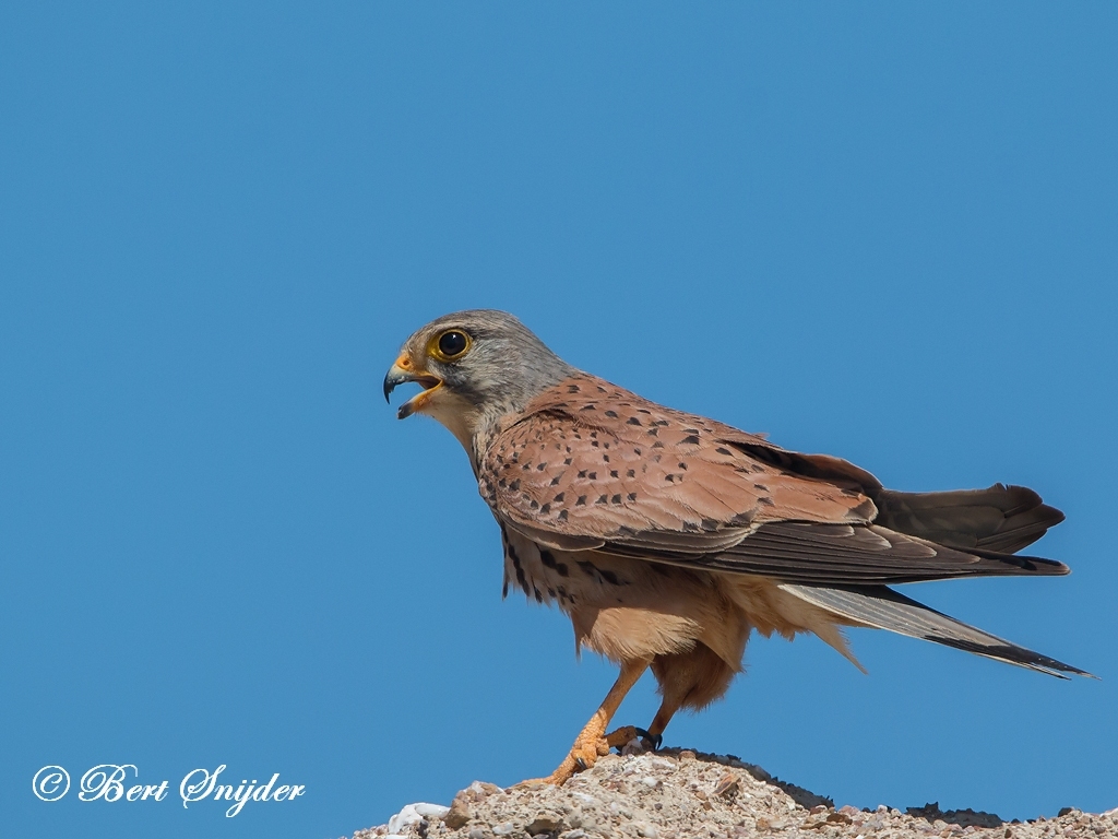 Kestrel Bird Hide BSP6 Portugal