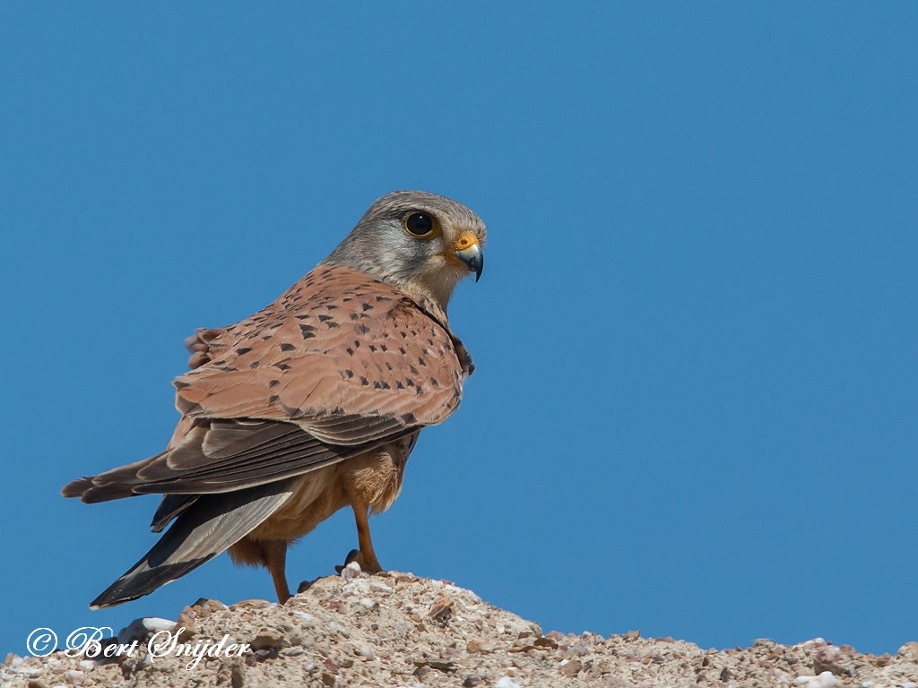 Kestrel Bird Hide BSP6 Portugal