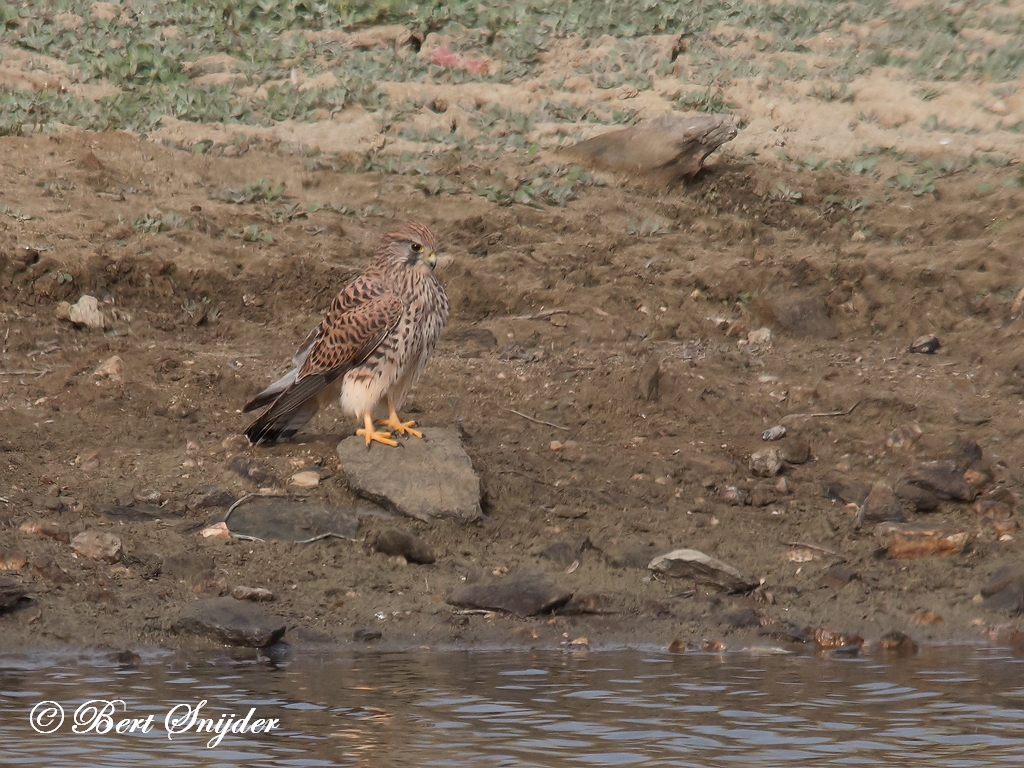 Kestrel Birding Portugal