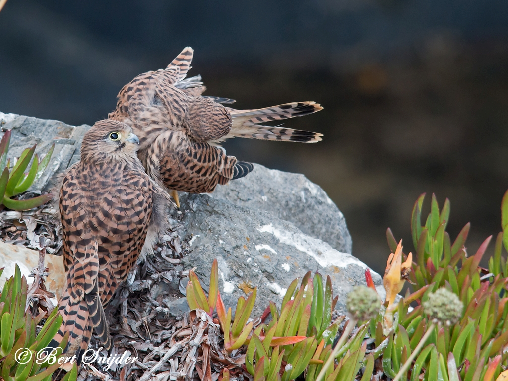 Kestrel Birding Portugal