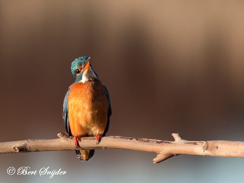 Kingfisher Bird Hide BSP3 Portugal