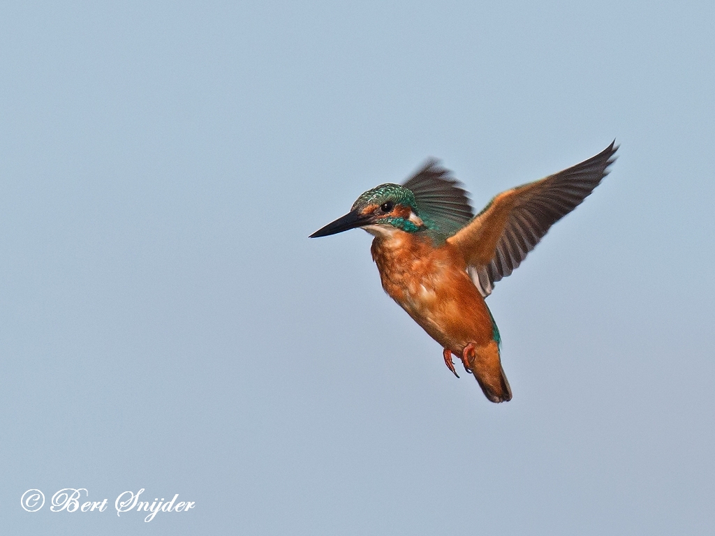 Kingfisher Birding Portugal