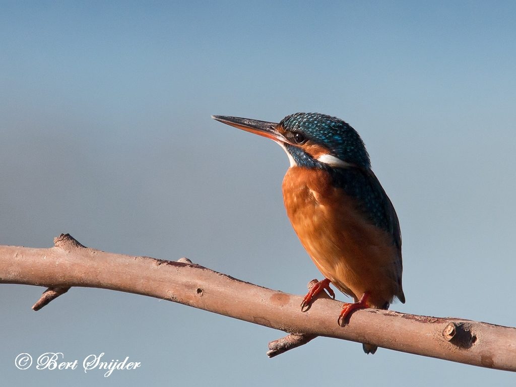 Kingfisher Bird Hide BSP3 Portugal