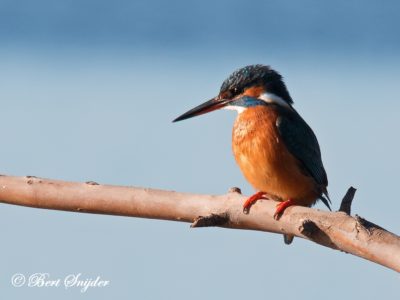 Kingfisher Birding Portugal