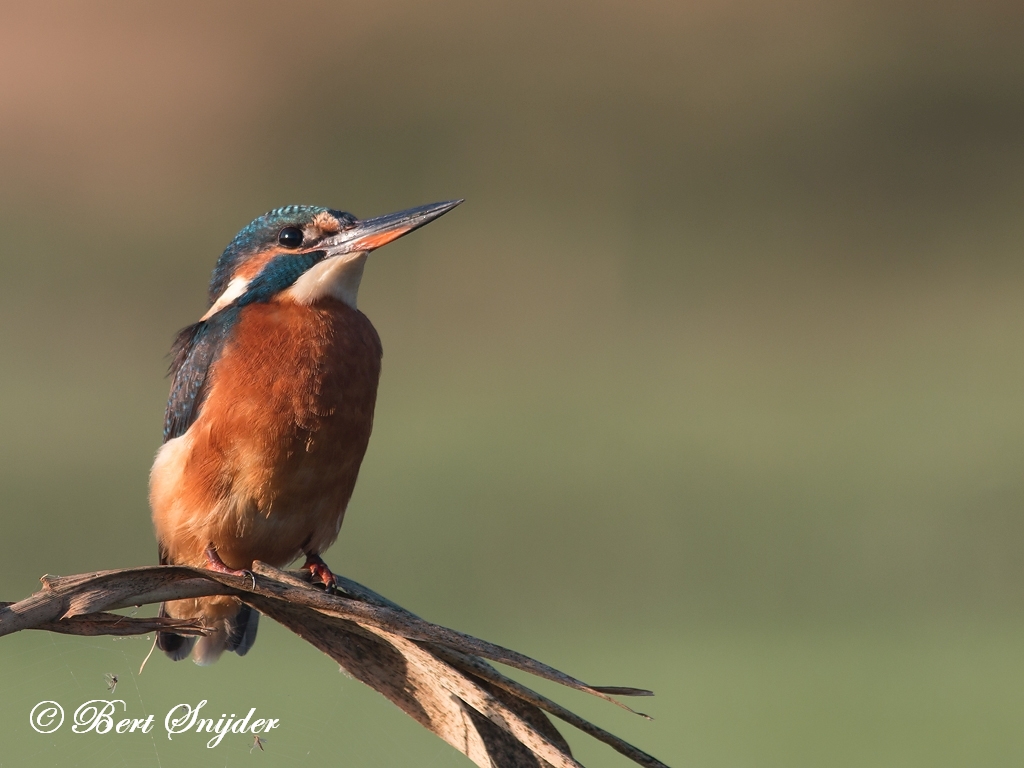 Kingfisher Birding Portugal