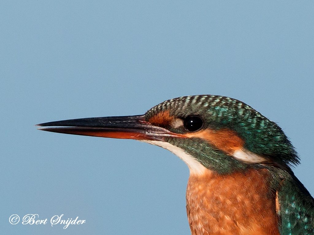 Kingfisher Bird Hide BSP3 Portugal