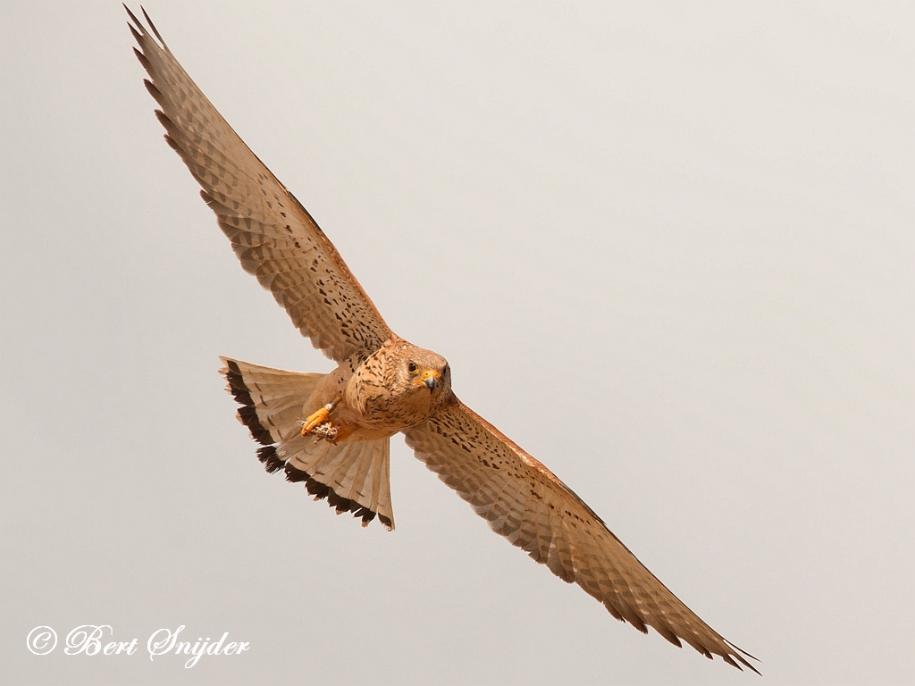 Lesser Kestrel Birding Portugal