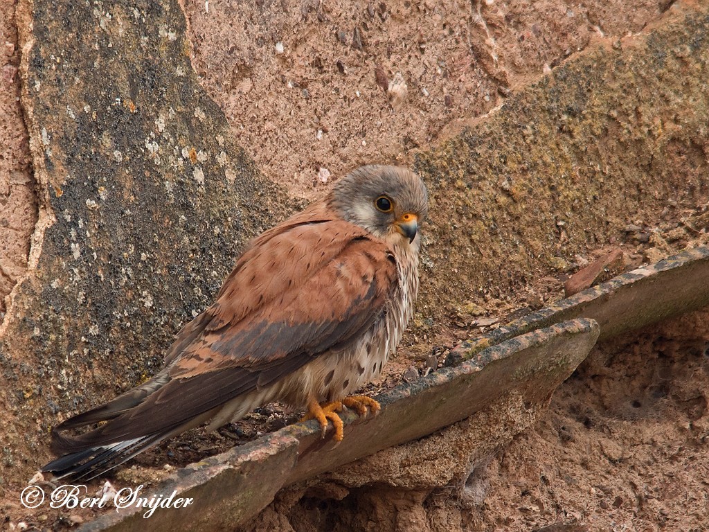 Lesser Kestrel Birding Portugal