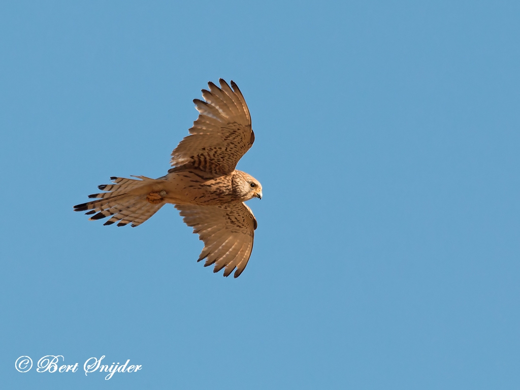 Lesser Kestrel Birding Portugal