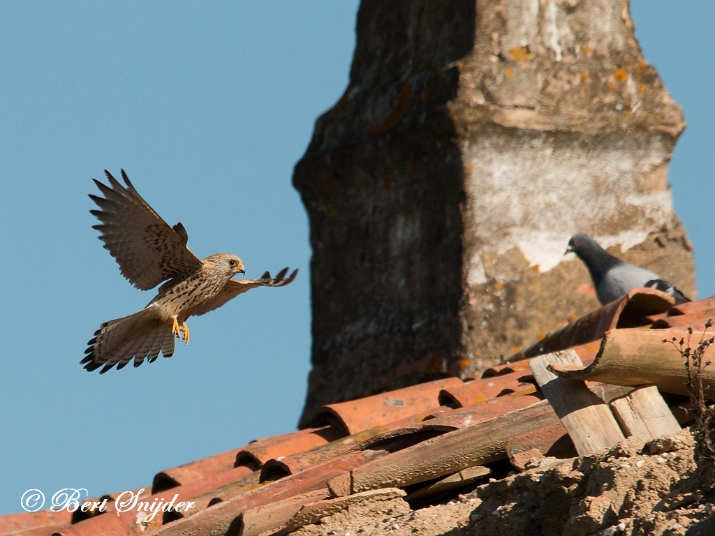 Lesser Kestrel Birding Portugal