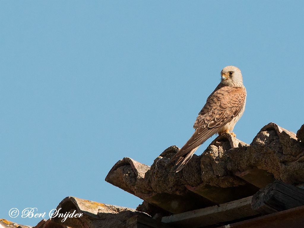 Lesser Kestrel Birding Portugal