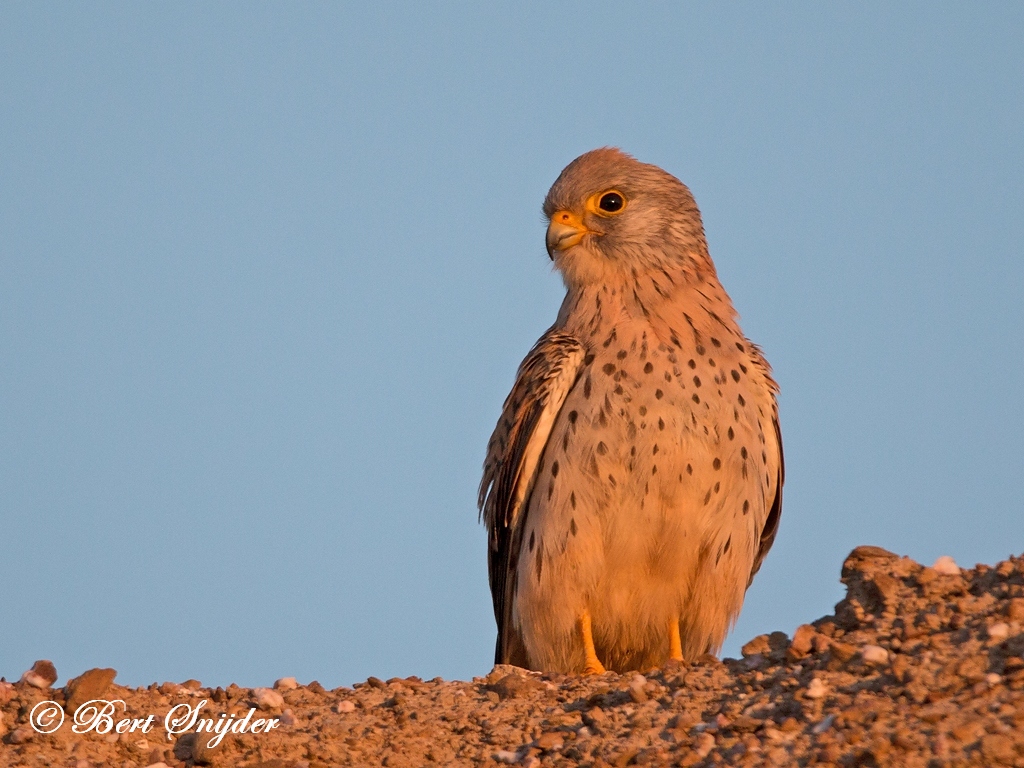 Lesser Kestrel Birding Portugal