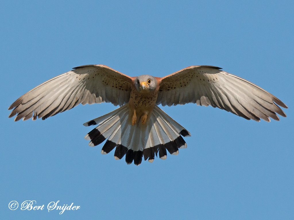 Lesser Kestrel Bird Hide BSP6 Portugal