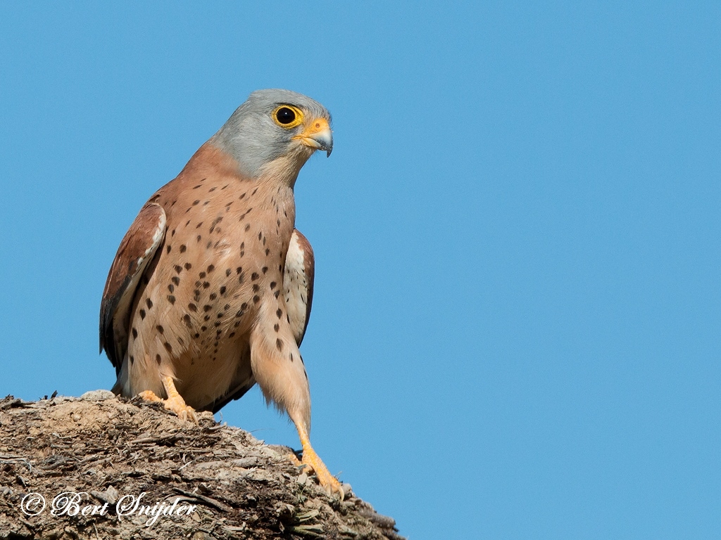 Lesser Kestrel Bird Hide BSP6 Portugal