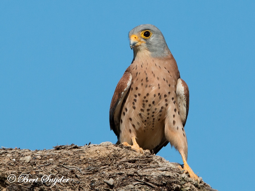 Lesser Kestrel Bird Hide BSP6 Portugal