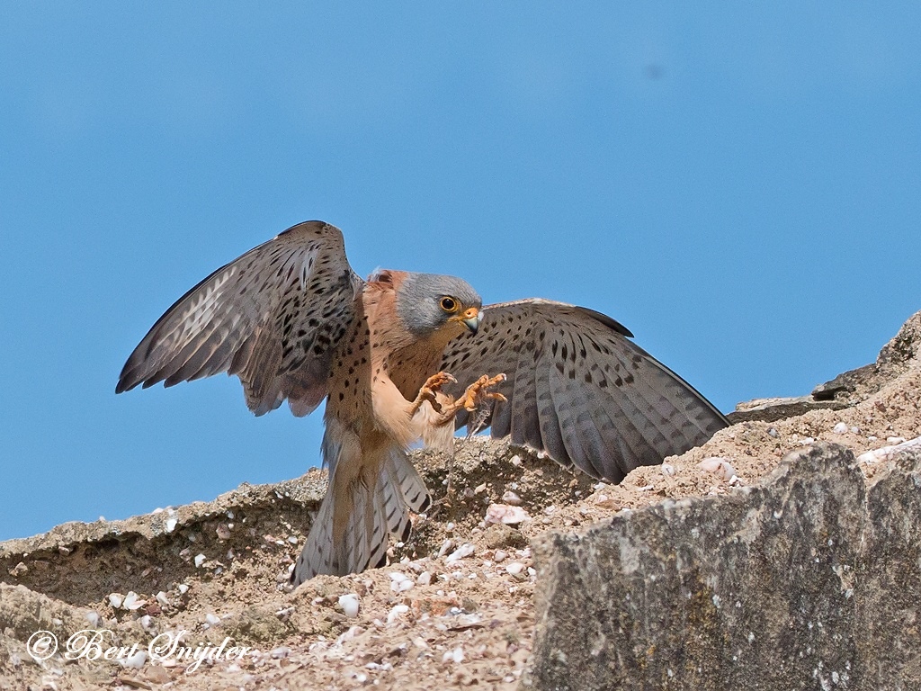 Lesser Kestrel Bird Hide BSP6 Portugal