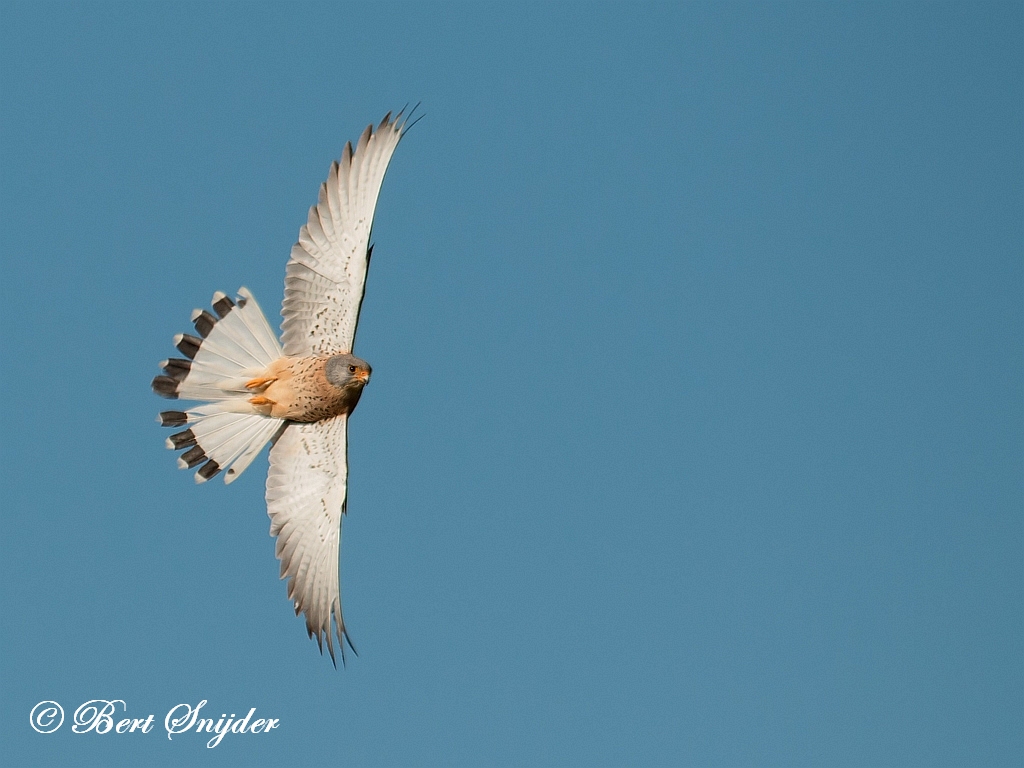 Lesser Kestrel Birding Portugal