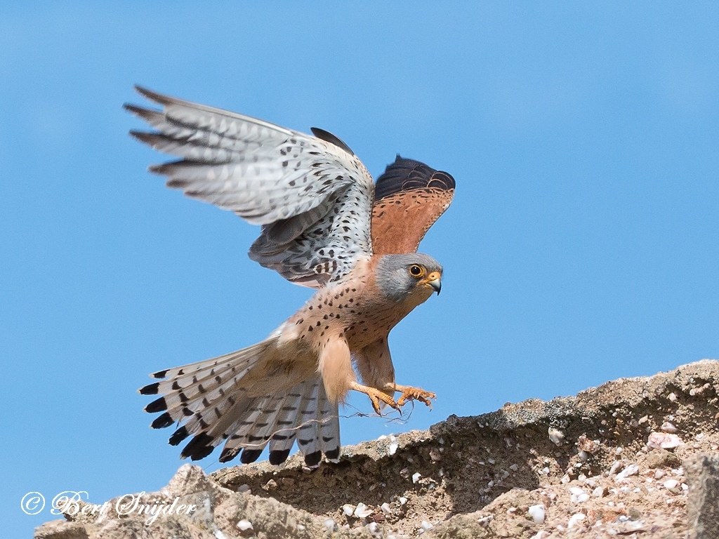 Lesser Kestrel Bird Hide BSP6 Portugal