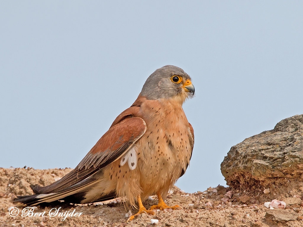 Lesser Kestrel Bird Hide BSP6 Portugal