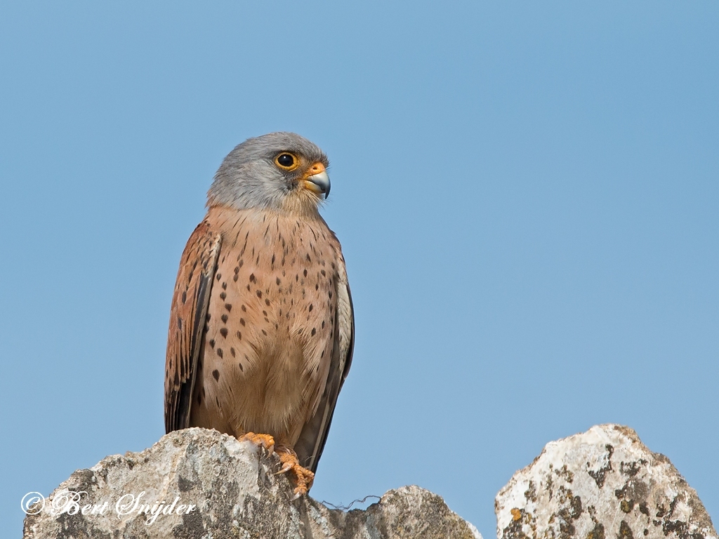 Lesser Kestrel Bird Hide BSP6 Portugal