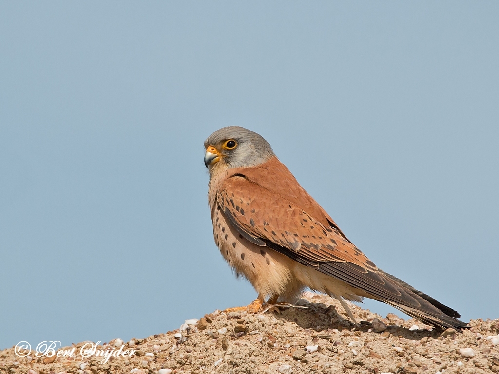 Lesser Kestrel | Birding in Portugal, Individual Bird ...