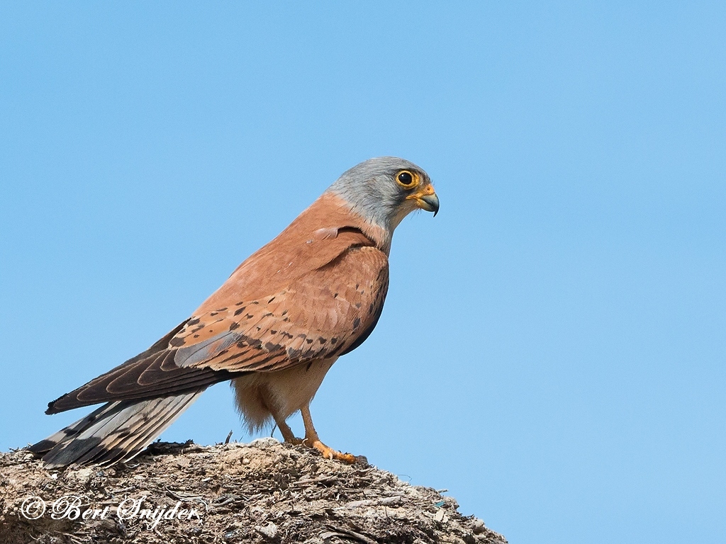 Lesser Kestrel Bird Hide BSP6 Portugal