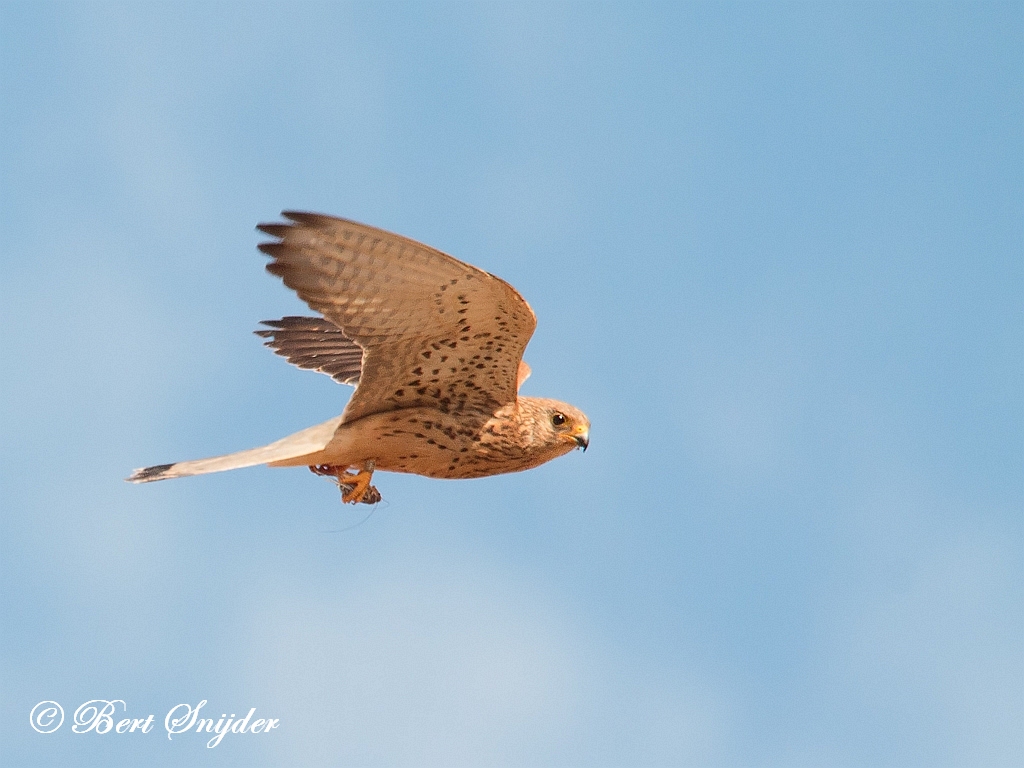 Lesser Kestrel Birding Portugal