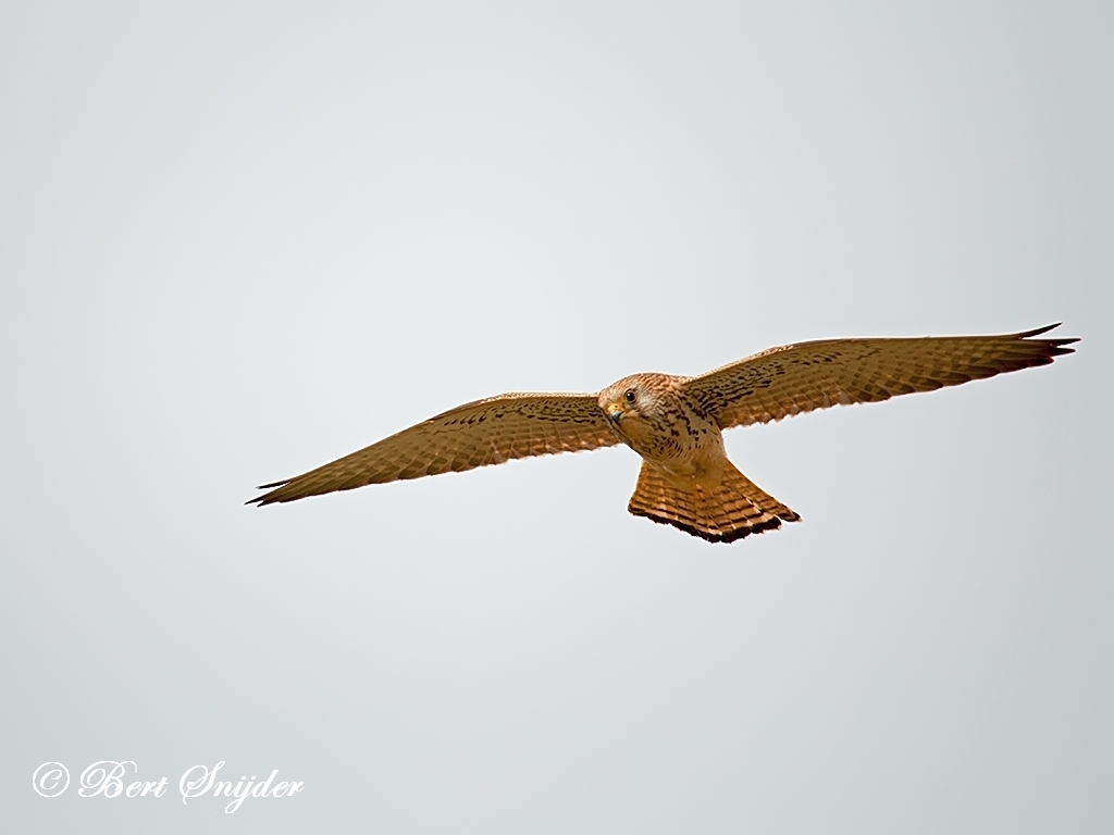 Lesser Kestrel Birding Portugal