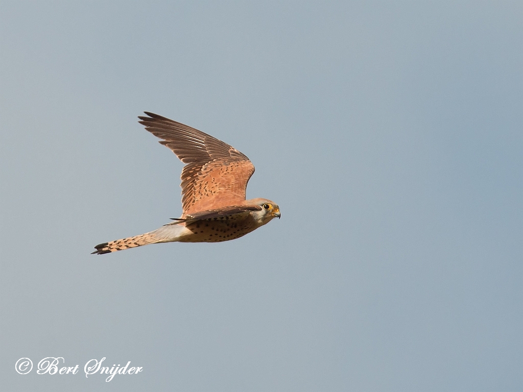 Lesser Kestrel Birding Portugal