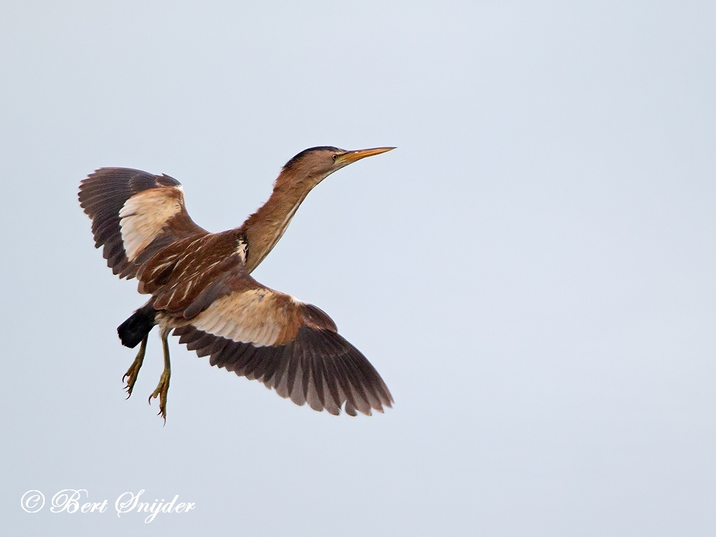 Little Bittern Bird Hide BSP3 Portugal